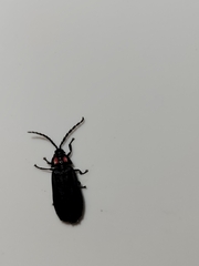 Pyractonema nigripennis