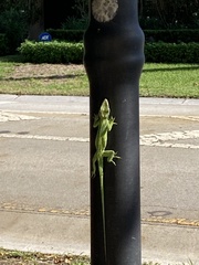 Anolis equestris