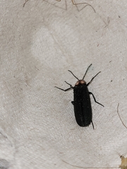 Pyractonema nigripennis