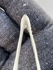 Procellariidae