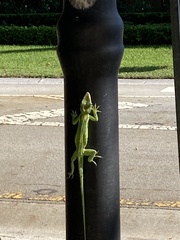 Anolis equestris