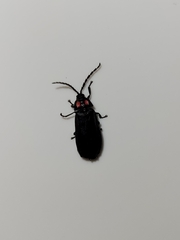 Pyractonema nigripennis