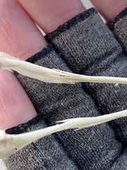 Procellariidae