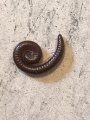 Parajulidae