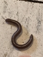 Parajulidae