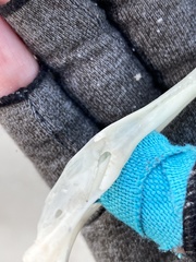 Procellariidae