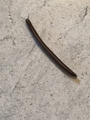 Parajulidae