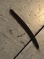 Parajulidae