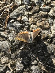 Lycaena phlaeas daimio
