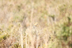 Cistothorus platensis