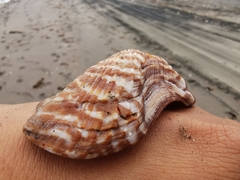 Arca pacifica