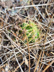 Hamatocactus setispinus