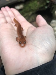 Gyrinophilus porphyriticus