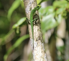 Bronchocela cristatella