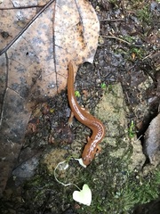 Gyrinophilus porphyriticus