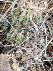 Hamatocactus setispinus