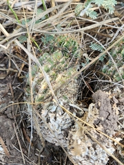 Hamatocactus setispinus