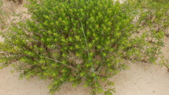 Artemisia arenaria