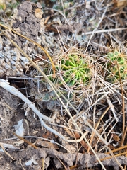 Hamatocactus setispinus