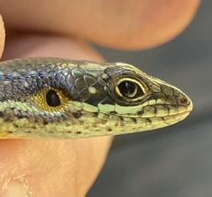 Trachylepis maculilabris