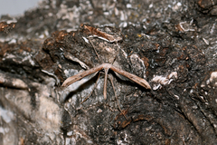 Emmelina