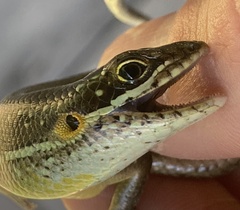 Trachylepis maculilabris