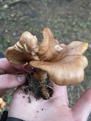 Paxillus cuprinus