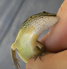 Trachylepis maculilabris