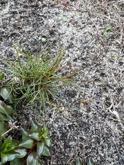 Poa bulbosa
