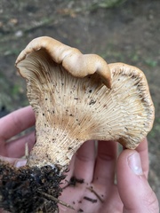 Paxillus cuprinus