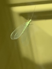 Chrysopa nigricornis