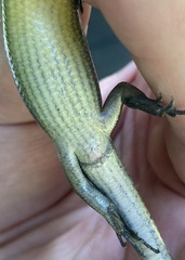 Trachylepis maculilabris