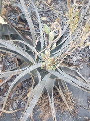 Aloe schweinfurthii