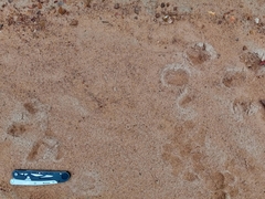 Hydrochoerus hydrochaeris