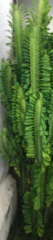 Euphorbia trigona