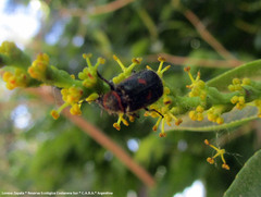 Astylus cyanerythrus