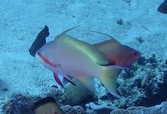 Pseudanthias huchtii