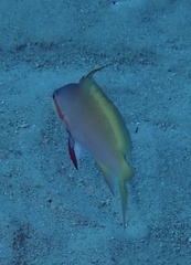 Pseudanthias huchtii