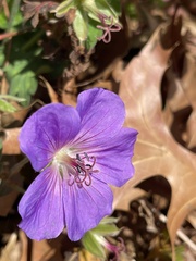 Geranium pratense
