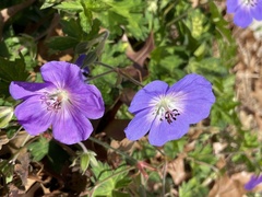 Geranium pratense