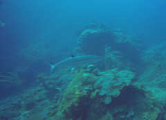 Scomberomorus regalis