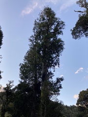 Dacrycarpus dacrydioides