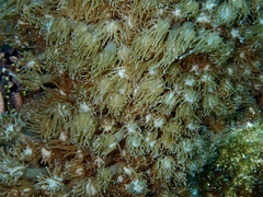 Goniopora