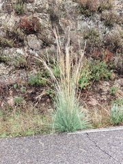 Helictotrichon sempervirens