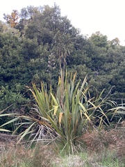 Phormium cookianum