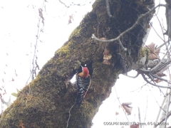 Dendrocopos hyperythrus