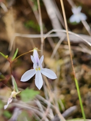 Lobelia pubescens