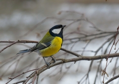 Parus major