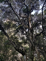 Nothofagus cliffortioides