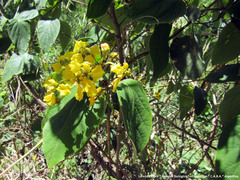 Stigmaphyllon bonariense